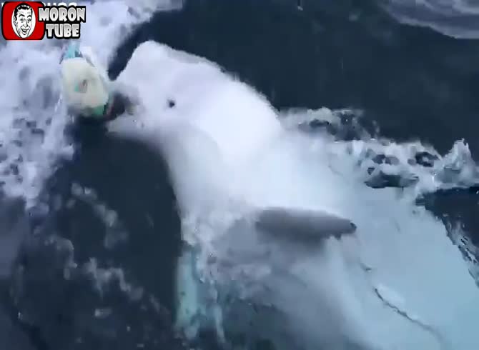 Video :The heartbreaking truth of this beluga whale carrying a rugby ball home